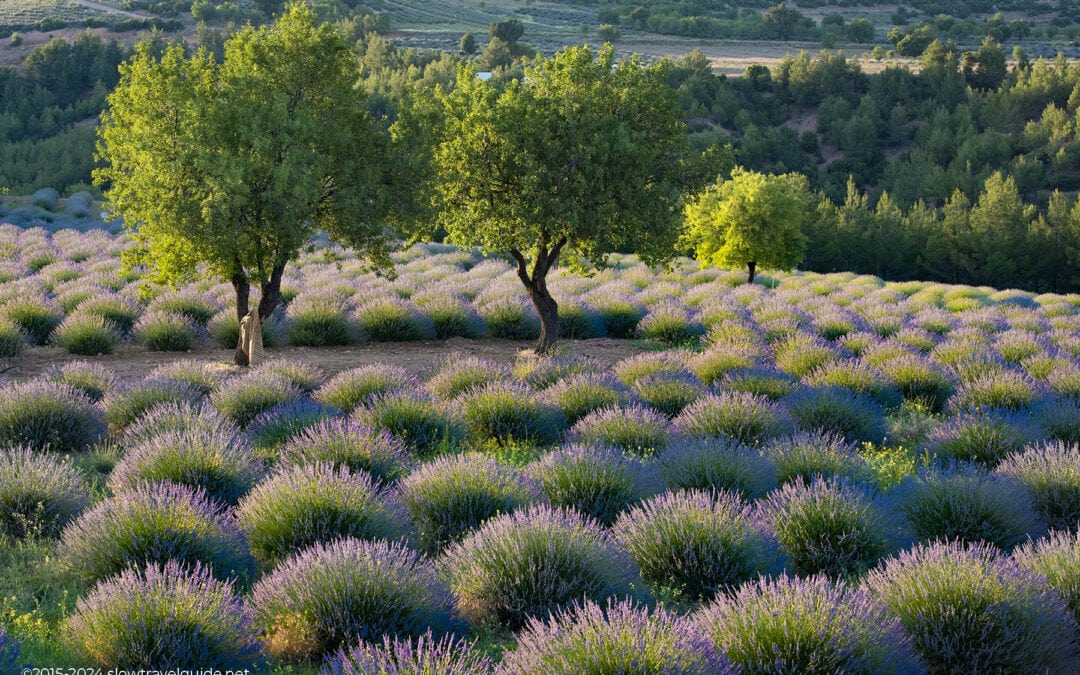 LAVENDER FIELDS