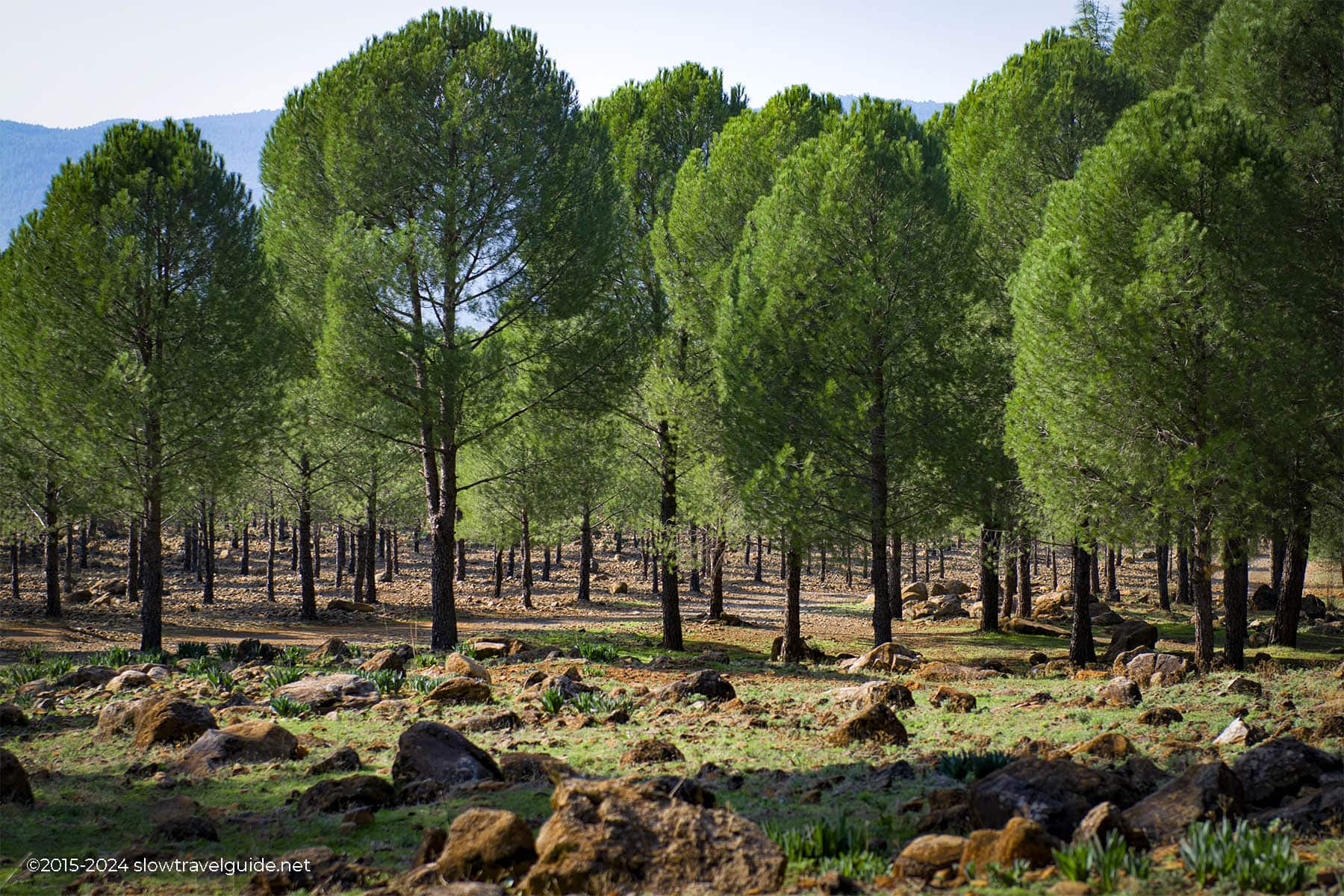 Phaselis-1800-08 TOPARLAR