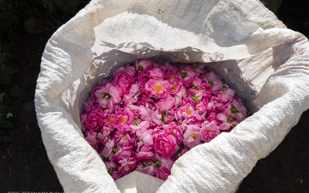 AN EXPLOSION OF COLOR AND SMELL