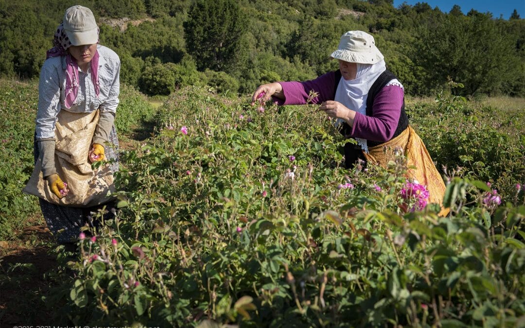 ONLY ROSES THAT ARE BLOOMING ARE HARVESTED FOR ROSE OIL