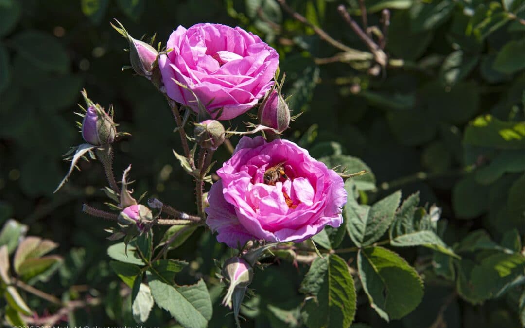 DAMASK ROSES IN THE MORNING SUN