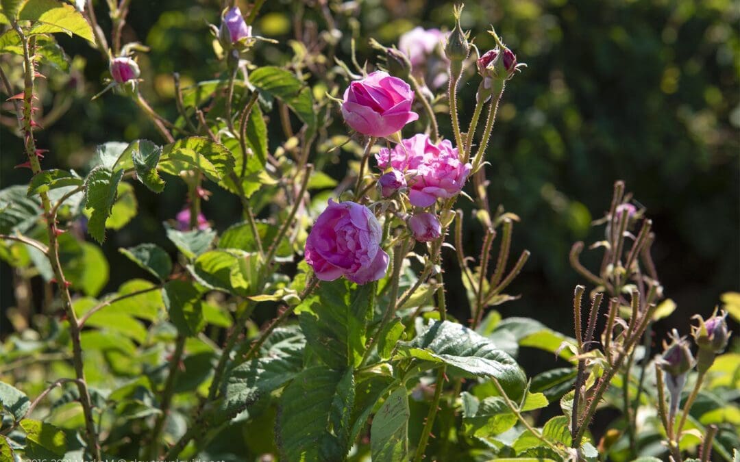 DAMASK ROSES IN THE MORNING SUN